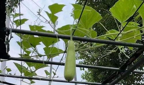 金华吃瓜网络,揭秘网络热点的背后故事