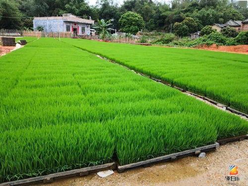 玉林博白宁潭头条,聚焦宁潭发展动态，展现魅力乡村新面貌