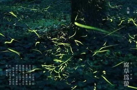 荧火虫吃瓜,揭秘萤火虫与瓜果的秘密关系