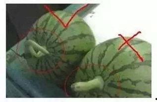 最美吃瓜的声音,一场味蕾与听觉的盛宴