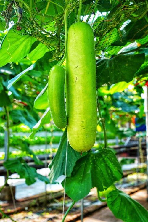 吃的瓠瓜,探寻民间佳肴的秘密