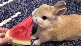 简笔画吃瓜兔,趣味横生的简笔画故事