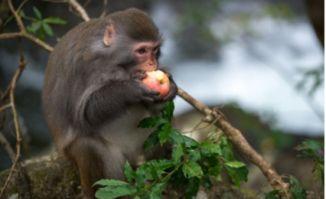 猴子吃葫芦瓜图片