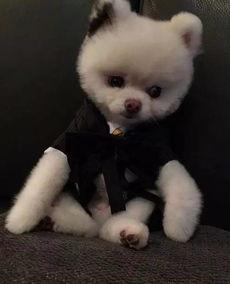 明星与博美犬,甜蜜互动背后的温馨故事