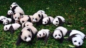 吃恐龙的瓜,揭秘吃恐龙的瓜之谜