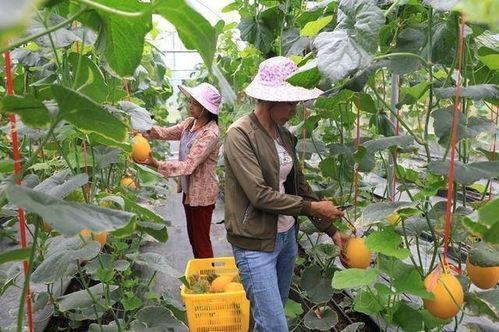 网红吃瓜种草,揭秘热门美食背后的秘密
