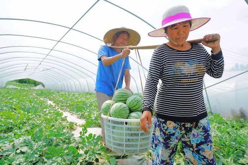 村民吃瓜照片,共享丰收喜悦瞬间