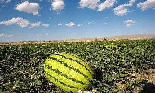 怎么吃爆炸瓜,解锁美味新境界