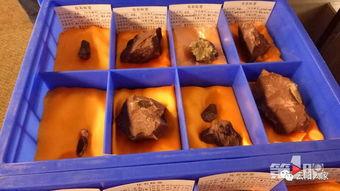 网红文具盒恐龙化石