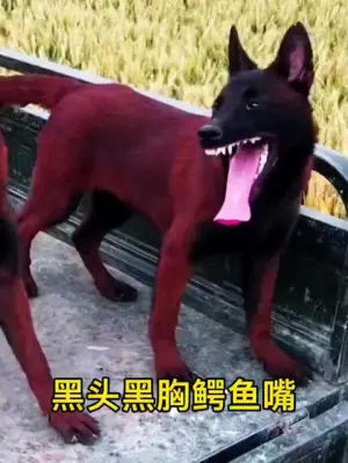 网红马犬视频,萌宠界的明星风采