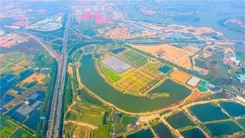 佛山花海新闻头条最新,打造城市绿肺，花海盛放焕新颜