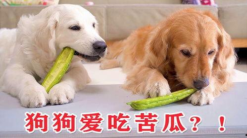 小狗只喜欢吃瓜
