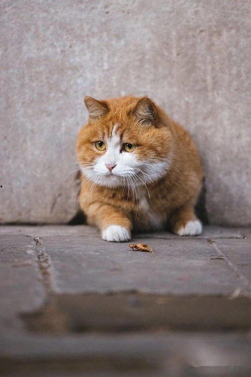 为我找到网红猫