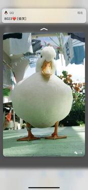 智能网红鸭子是什么